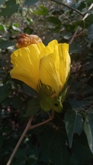 Gossypioides brevilanatum
