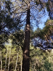 Pinus coulteri