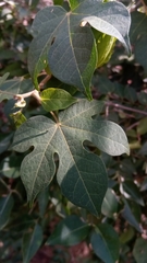 Gossypioides brevilanatum