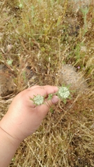 Daucus pusillus