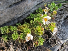 Euphrasia laingii