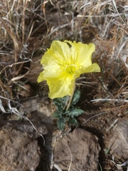 Oenothera brachycarpa