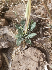 Oenothera brachycarpa