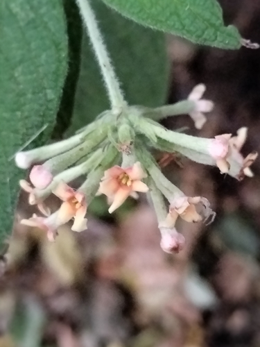 Image of Arachnothryx leucophylla by no rights reserved