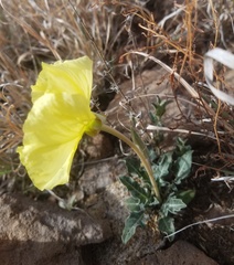Oenothera brachycarpa