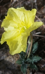Oenothera brachycarpa