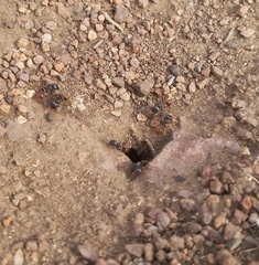 Pogonomyrmex rugosus