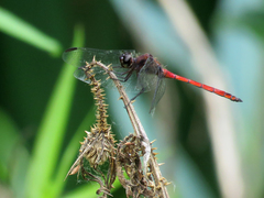 Orthemis ambinigra