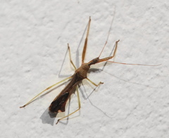 Nagusta