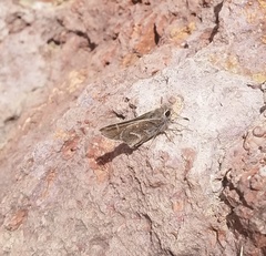 Atrytonopsis pittacus