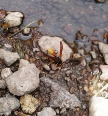 Polistes comanchus comanchus