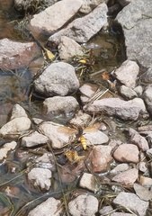Polistes comanchus comanchus