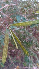 Dichrostachys