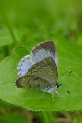 Celastrina ladon
