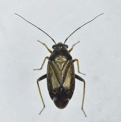 Irbisia californica