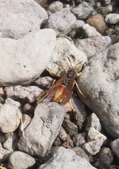 Polistes comanchus comanchus