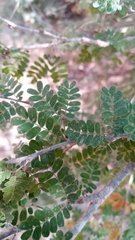 Dichrostachys