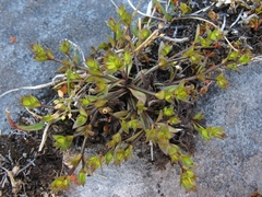 Gentianella filipes