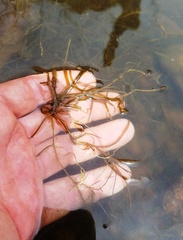 Potamogeton foliosus