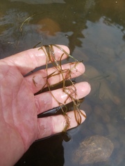 Potamogeton foliosus