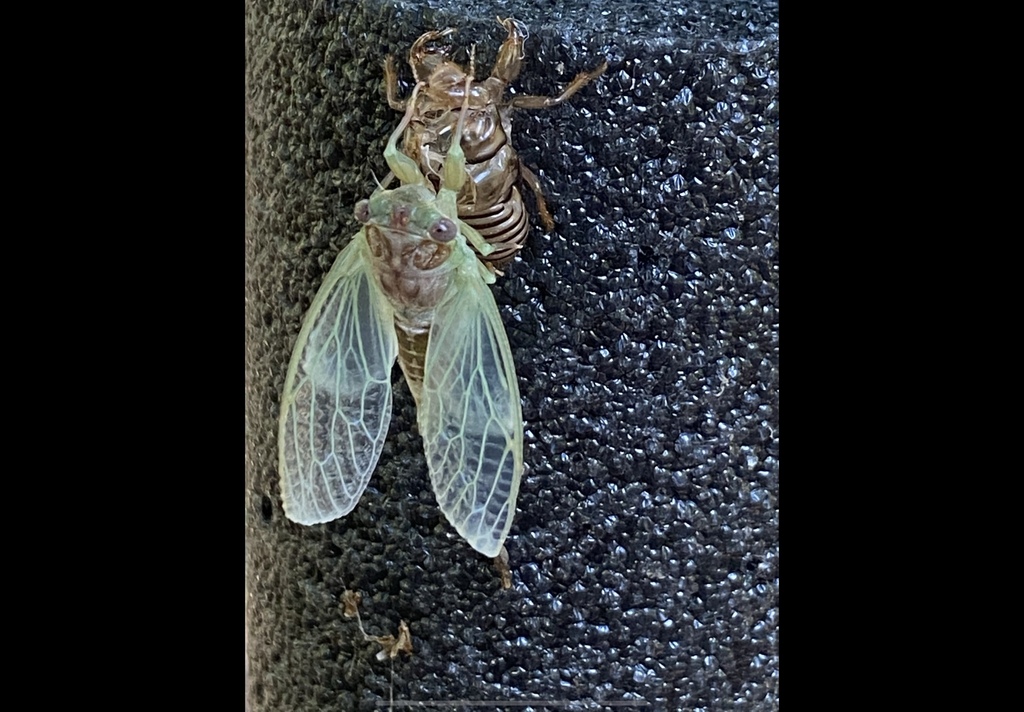 Cicadas from West Fiftone Road, Jacksonville, FL, US on January 23