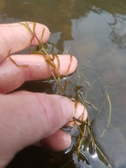 Potamogeton foliosus