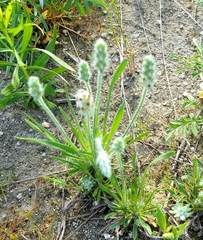Plantago helleri