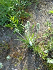 Plantago helleri