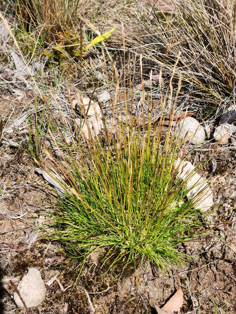 Alpine Wallaby-grass from Waratah/Wynyard - Pt B, AU-TS, AU on January ...