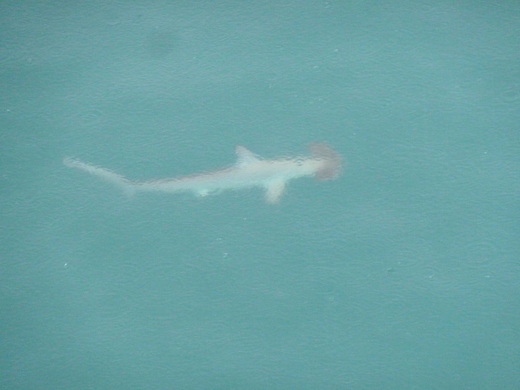 Pale smooth hammerhead gliding over sand in the Bay of Islands