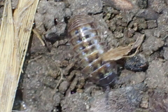 Armadillidium vulgare