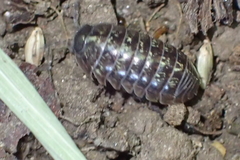 Armadillidium vulgare