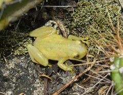 Yellow Heart-Tongued Frog photo 4
