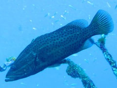 Anyperodon leucogrammicus