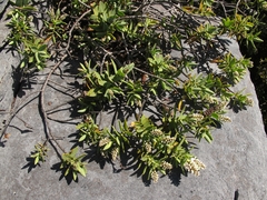 Veronica pinguifolia