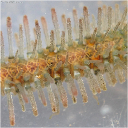 Western Spiny Brittle Star, photo 4 of 10