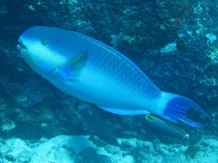 Chlorurus strongylocephalus