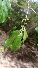 Suregada
