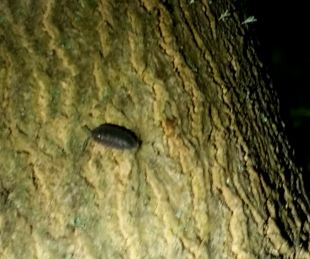 Woolice Rocks Woodlice, Pillbugs, and Rock Slaters from Site D on January 17, 2024 at ...