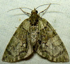 Hydriomena transfigurata