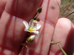 Sabulina douglasii