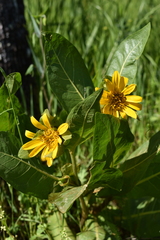 Wyethia glabra