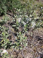 Eriodictyon crassifolium