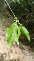 Suregada