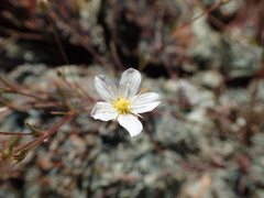 Sabulina douglasii