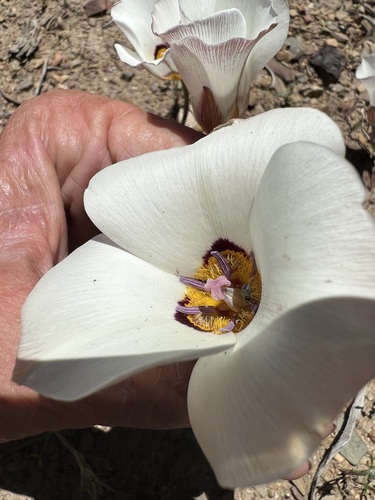 Image of Calochortus bruneaunis by (c) Steve Matson, some rights reserved (CC BY)
