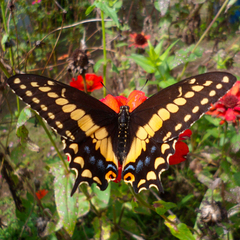 Papilio polyxenes stabilis