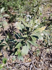 Eriodictyon crassifolium