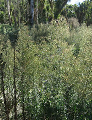 Erigeron floribundus