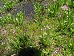 Dodecatheon